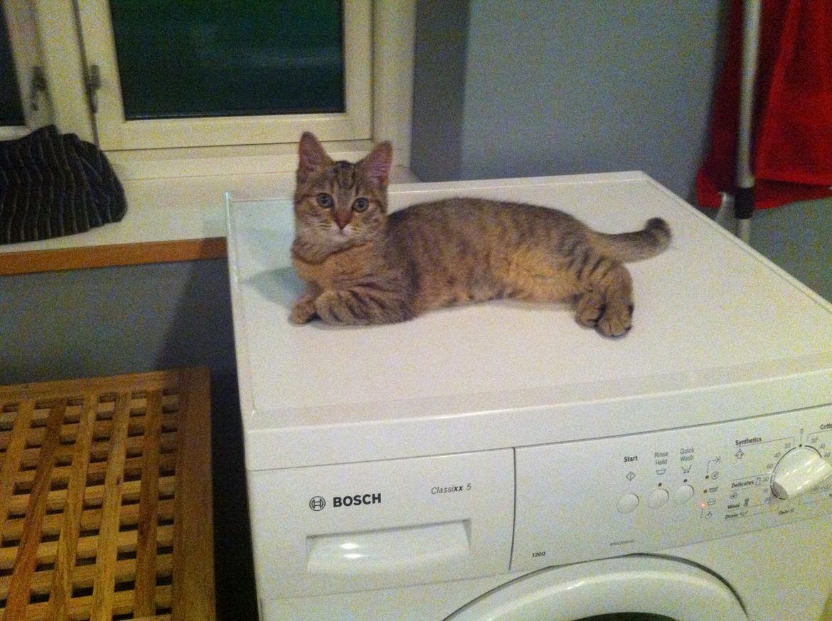 Huskat Bailey <3 - "Her kan jeg da godt lige ligge, selvom den er igang" :) billede 3