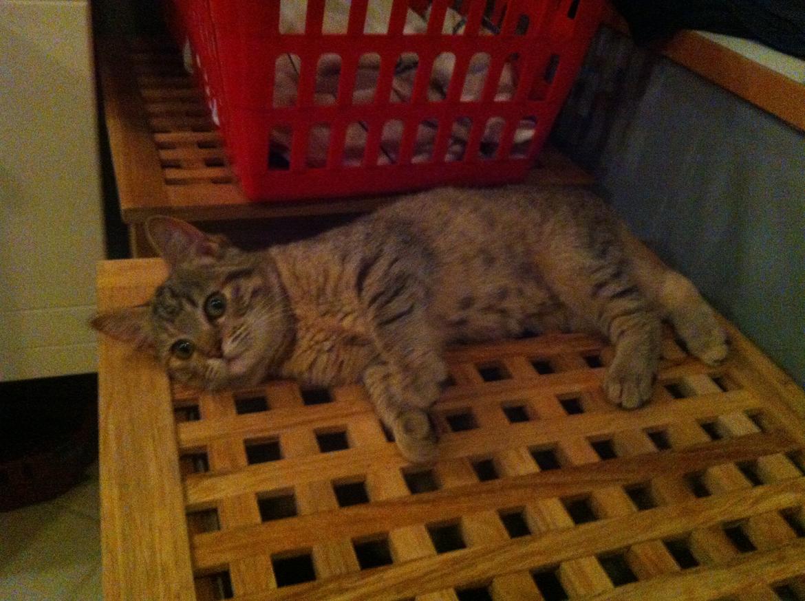 Huskat Bailey <3 - Ligger og putter på vasketøjskurven. :) billede 2