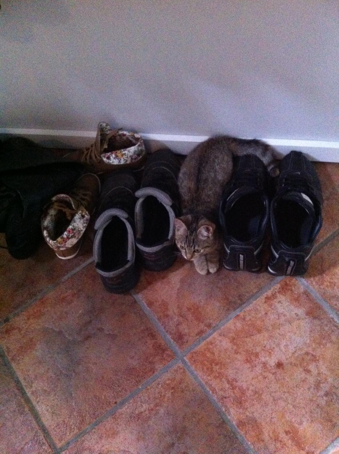 Huskat Bailey <3 - Gemmer sig ved fars sko, og springer på hans fødder når han går forbi :) billede 6