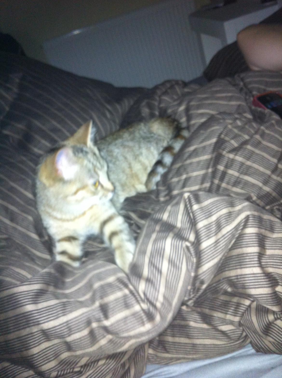 Huskat Bailey <3 - Legesyg inden sengetid :) billede 9