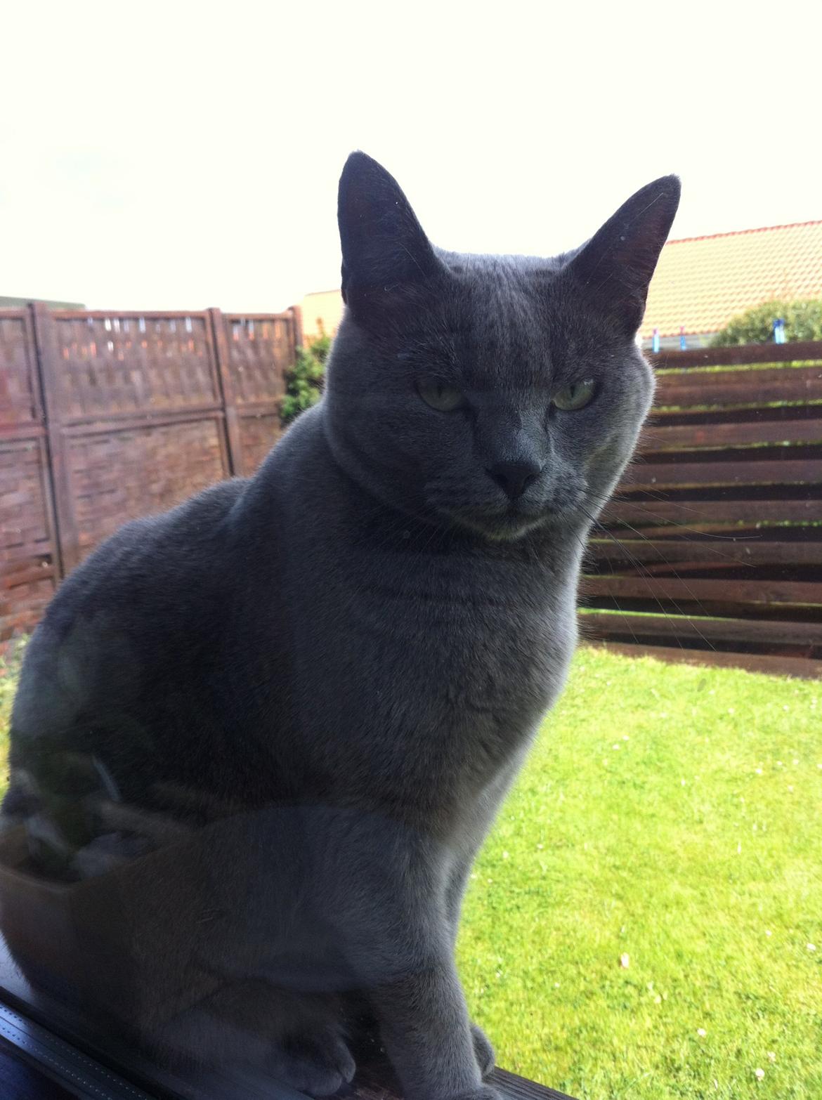 Korat mille billede 6