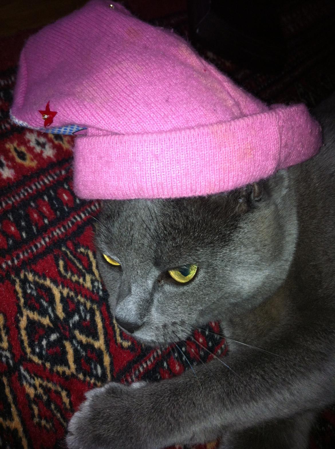 Korat mille billede 7