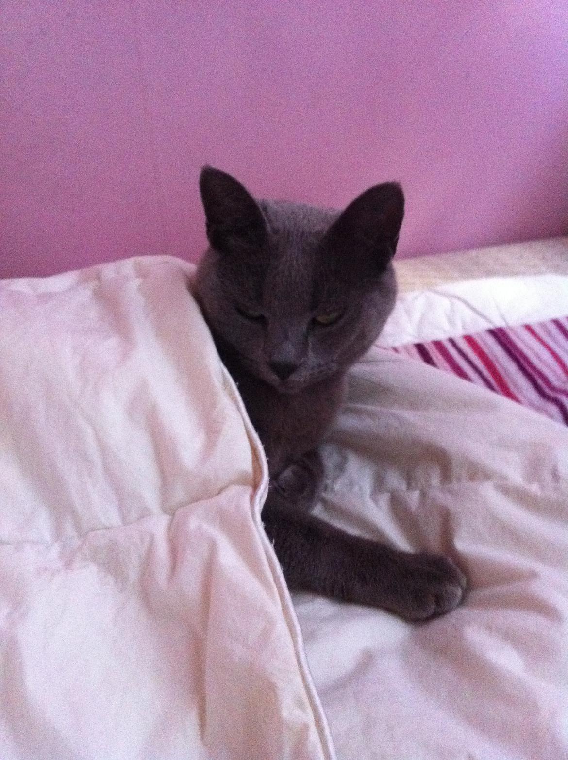 Korat mille billede 8