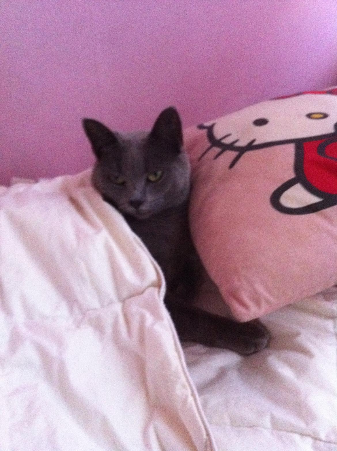 Korat mille billede 9