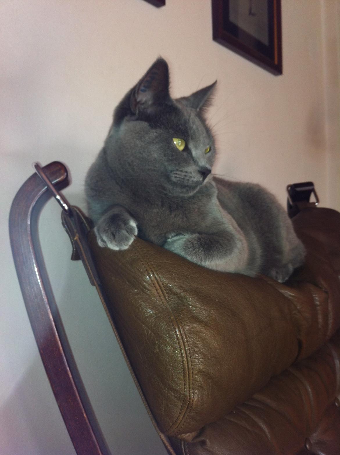 Korat mille billede 10