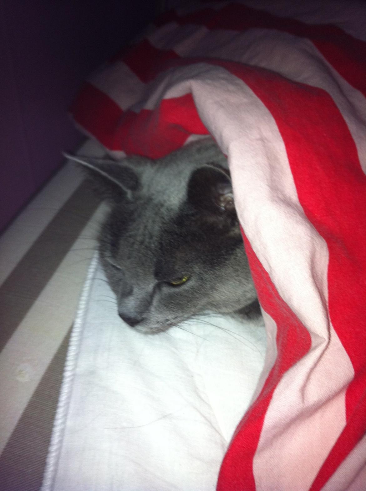 Korat mille billede 11