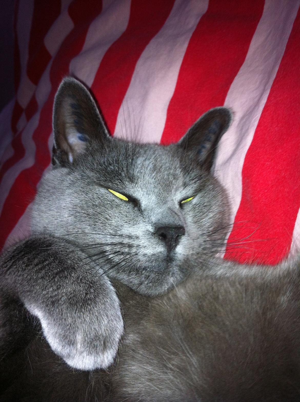 Korat mille billede 12