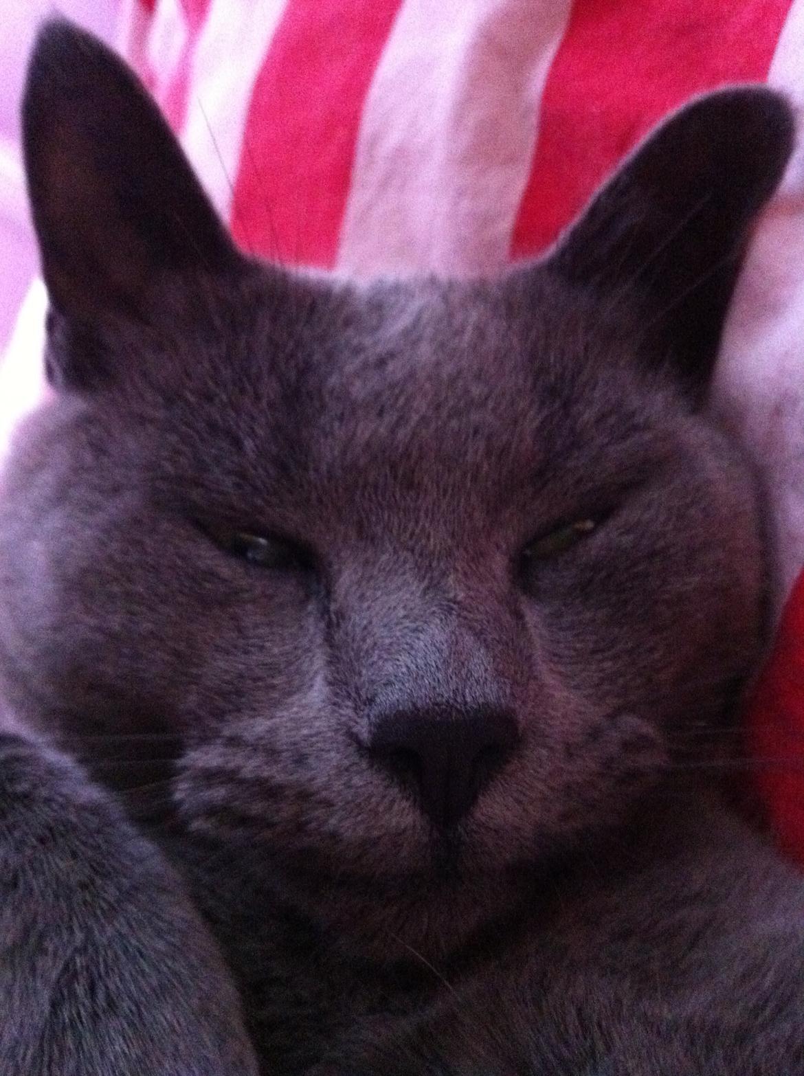 Korat mille billede 13