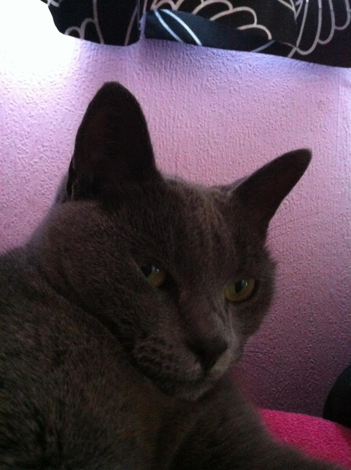 Korat mille billede 14