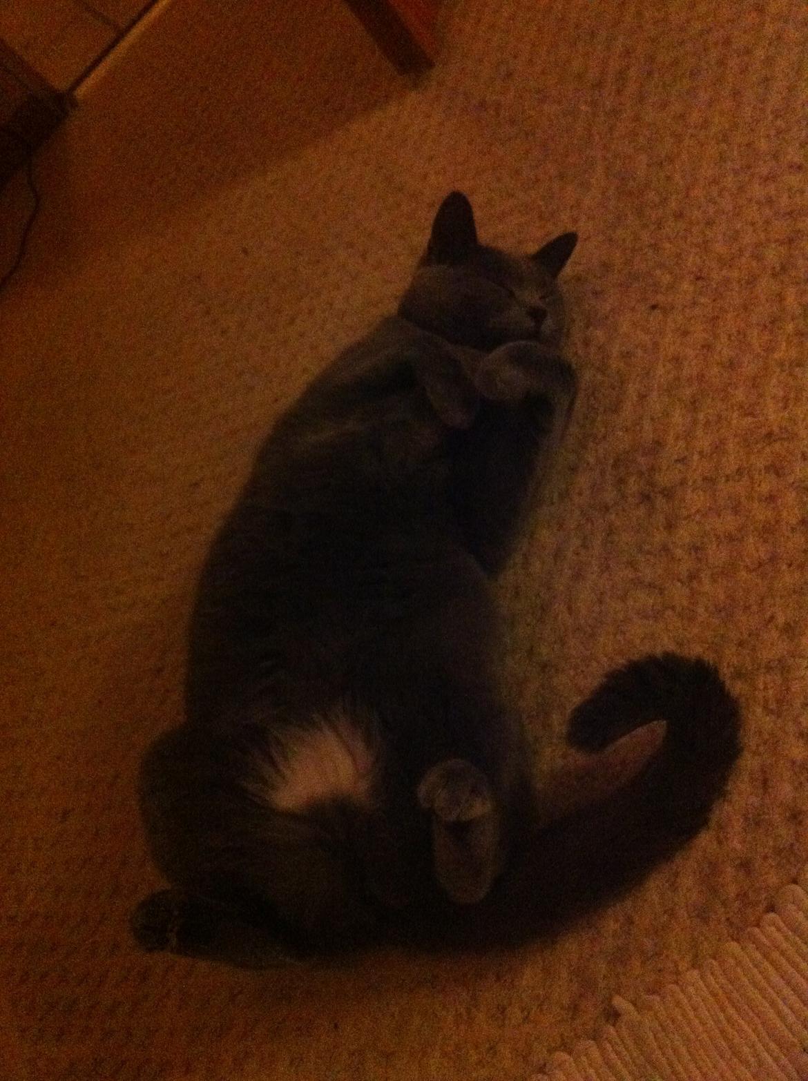 Korat mille billede 15