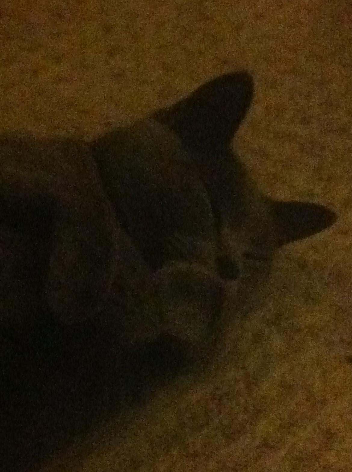 Korat mille billede 16