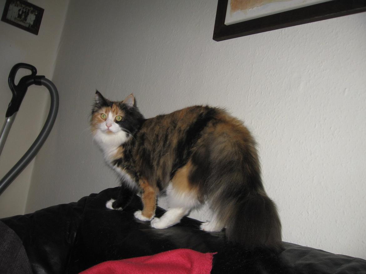 Blanding af racer Saga billede 9