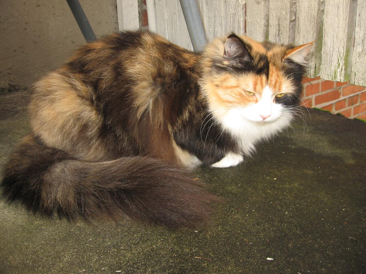 Blanding af racer Saga billede 10