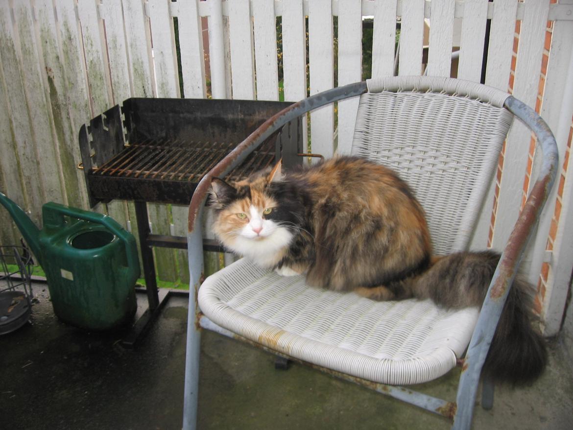 Blanding af racer Saga billede 11