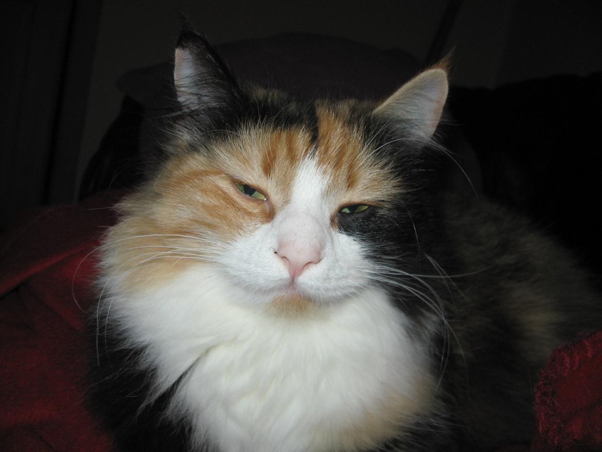 Blanding af racer Saga billede 16