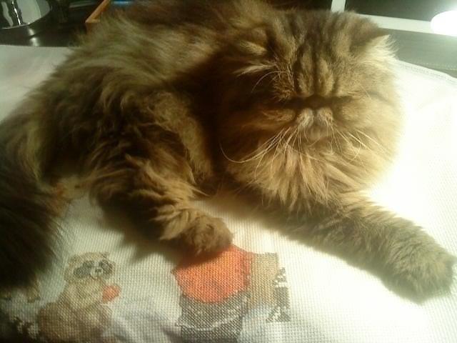 Perser Misty Brown´s Bachie billede 3