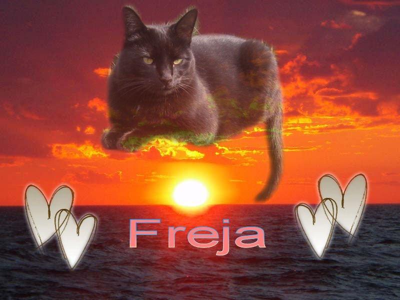 Huskat Freja billede 1