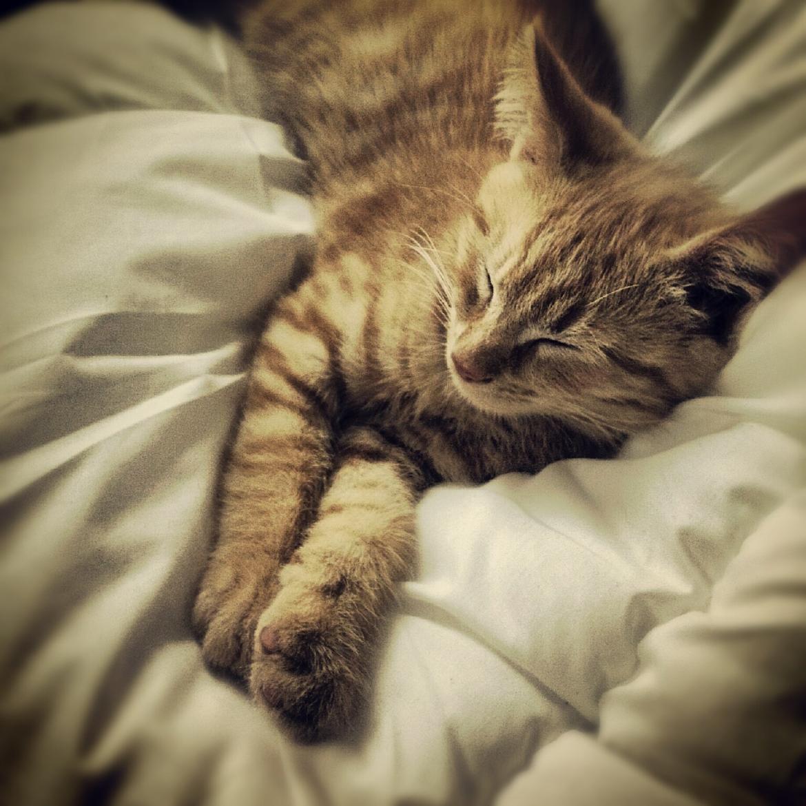 Blanding af racer Heisenberg - Tager en lur på sengen <3 billede 2