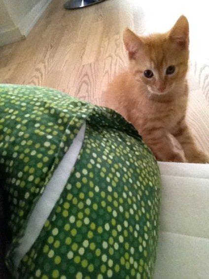 Blanding af racer Heisenberg - Fra dengang han var en helt bette killing :) billede 3