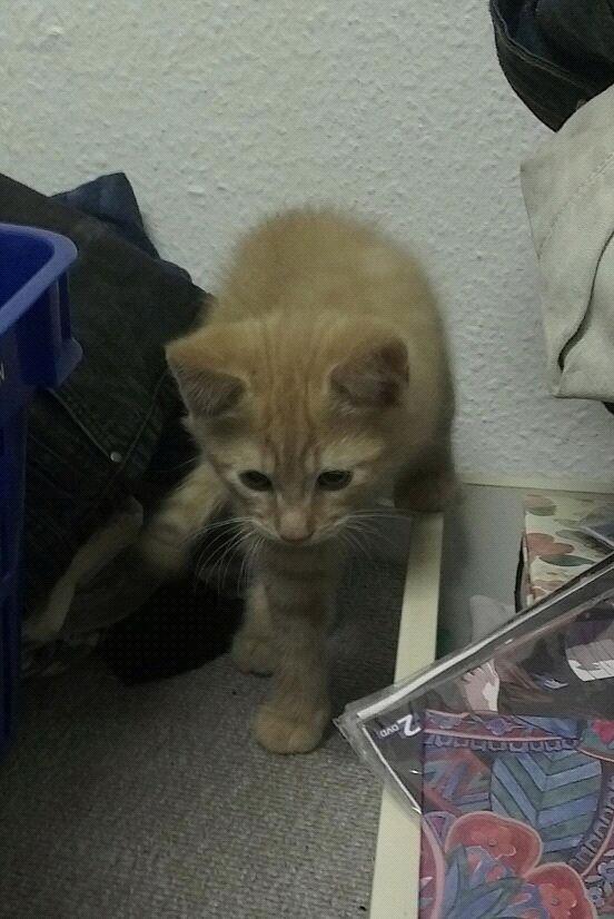 Blanding af racer Heisenberg billede 4