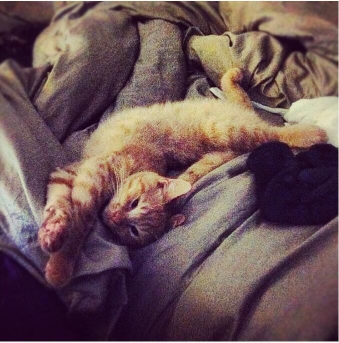 Blanding af racer Heisenberg billede 5