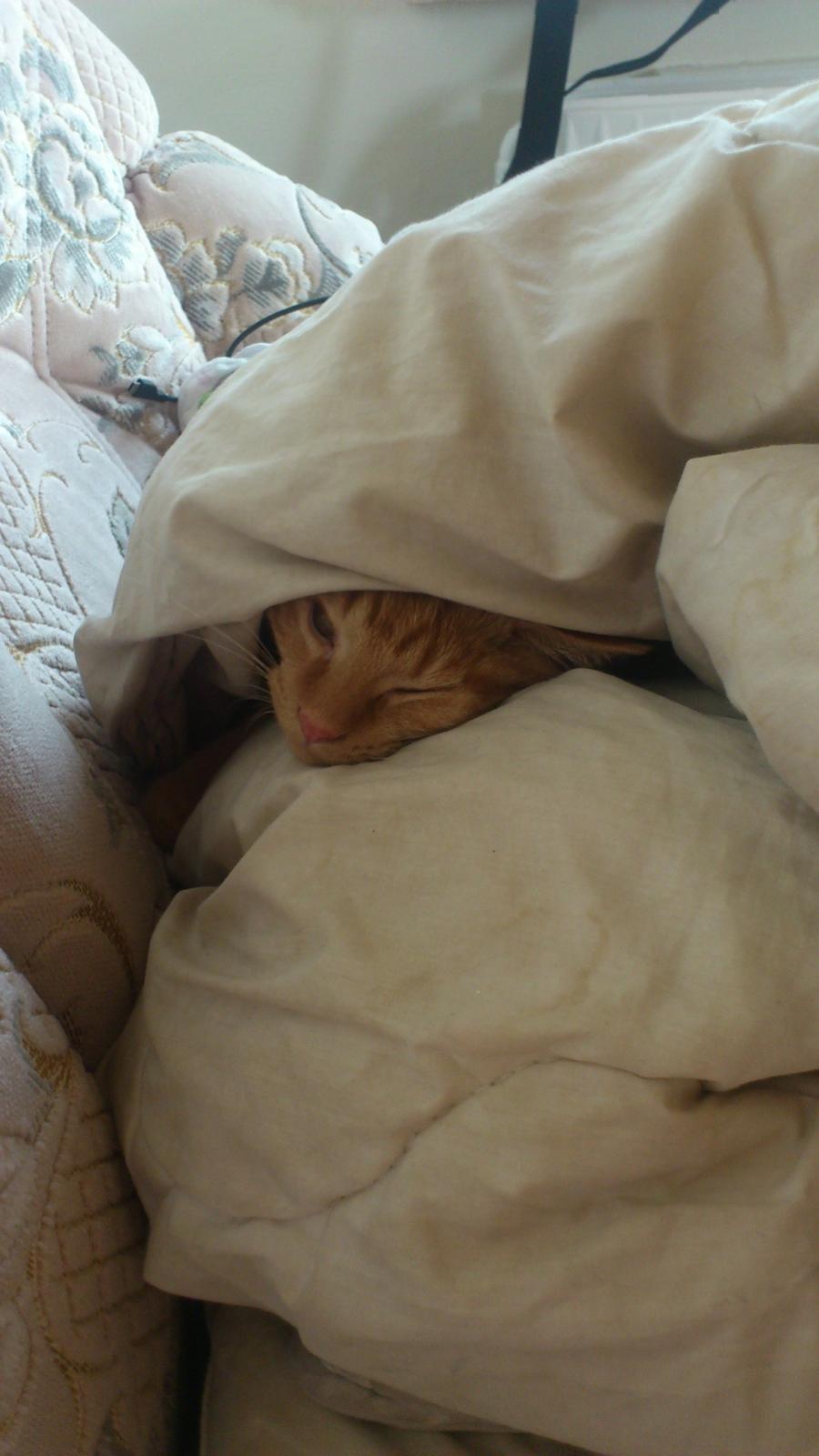 Huskat Chili<3 billede 1