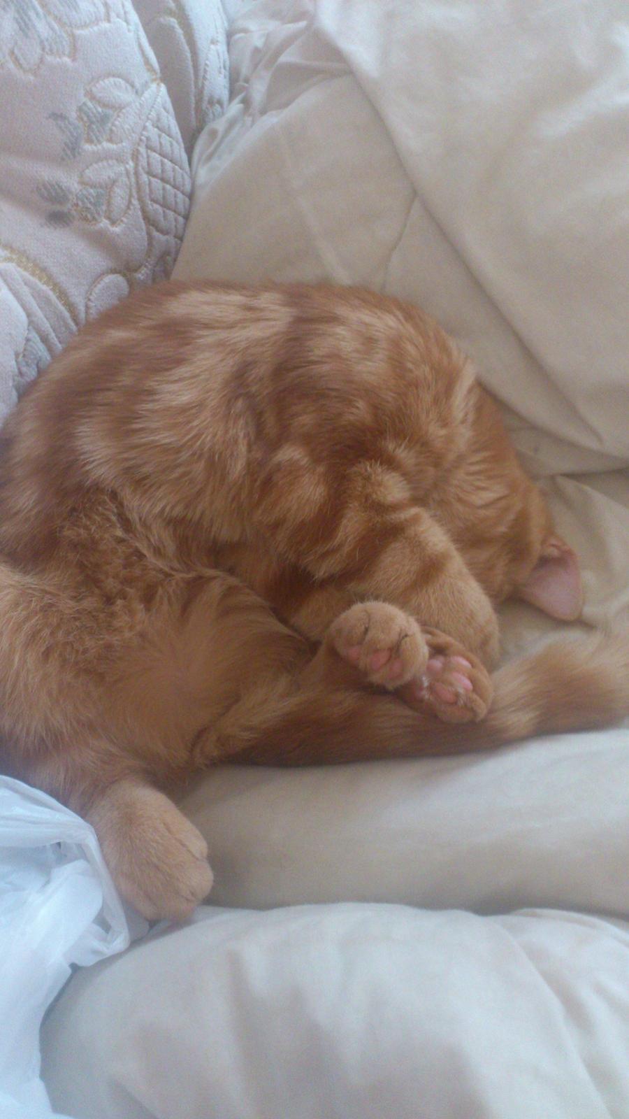 Huskat Chili<3 billede 2