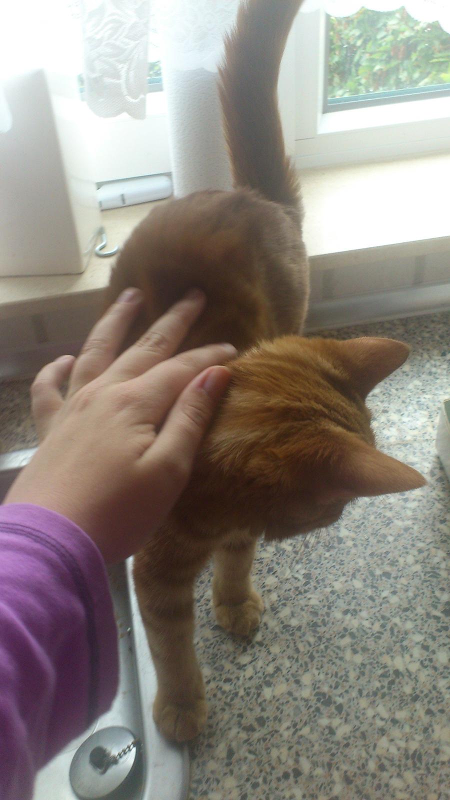 Huskat Chili<3 billede 3