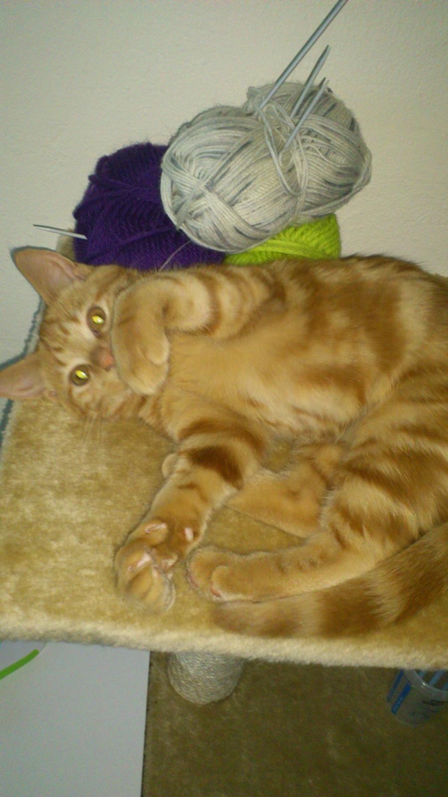 Huskat Chili<3 billede 4