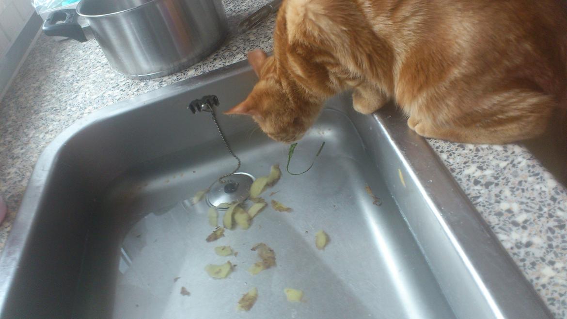 Huskat Chili<3 billede 5