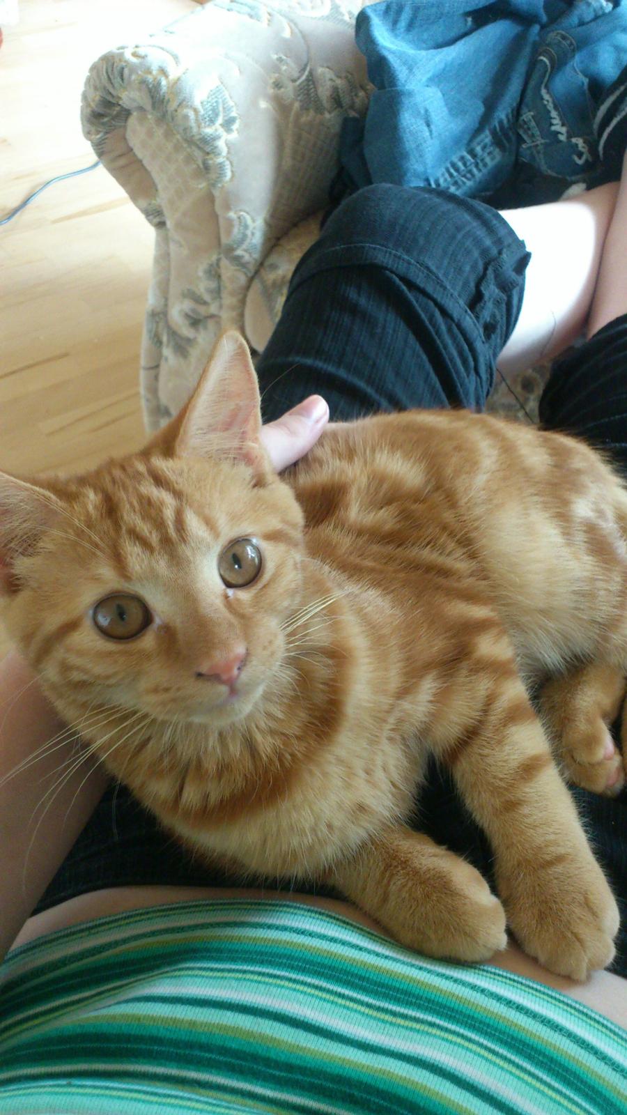 Huskat Chili<3 billede 6