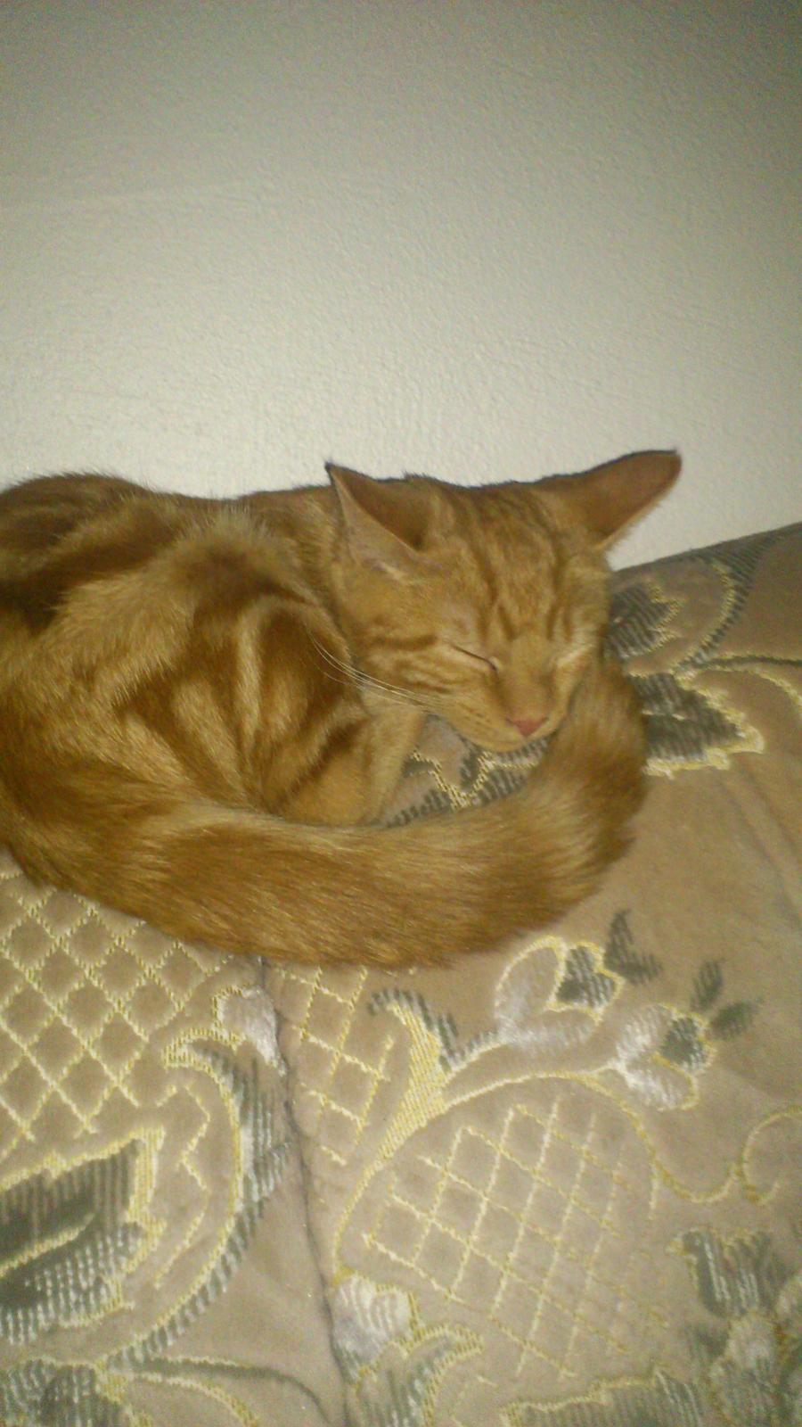 Huskat Chili<3 billede 7