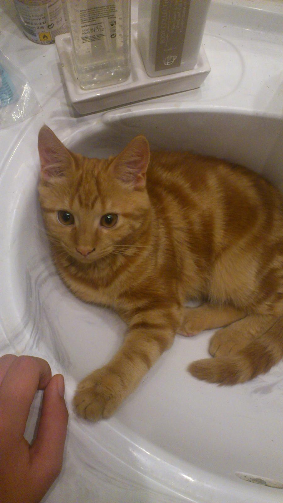 Huskat Chili<3 billede 8