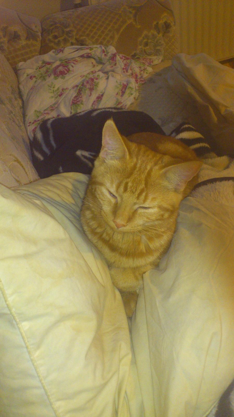 Huskat Chili<3 billede 9