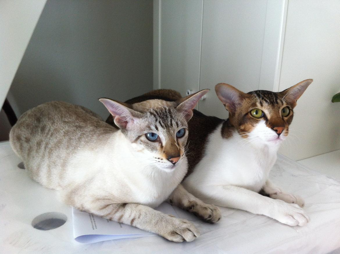 Orientaler Korben Dallas billede 3