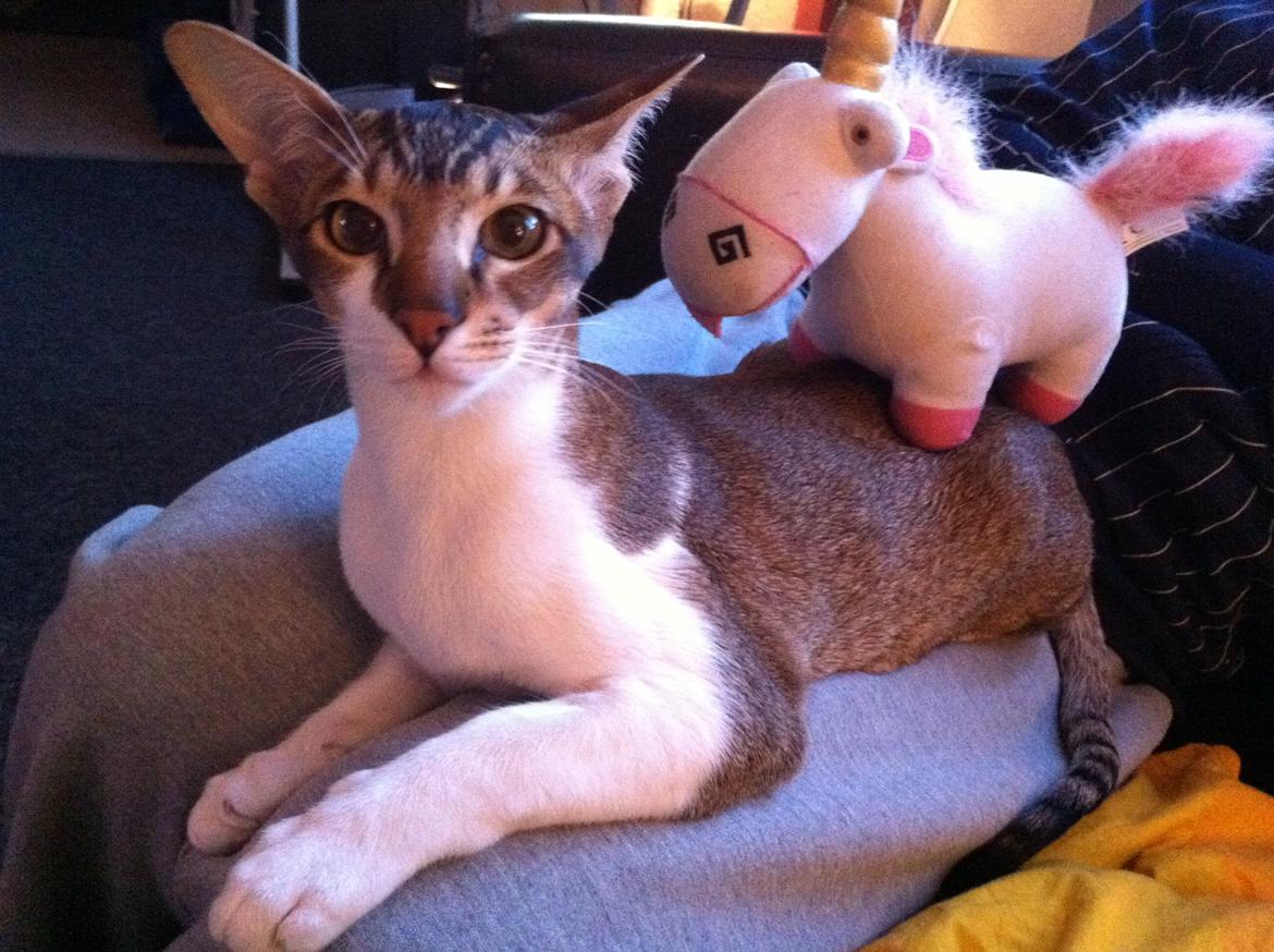 Orientaler Korben Dallas billede 20