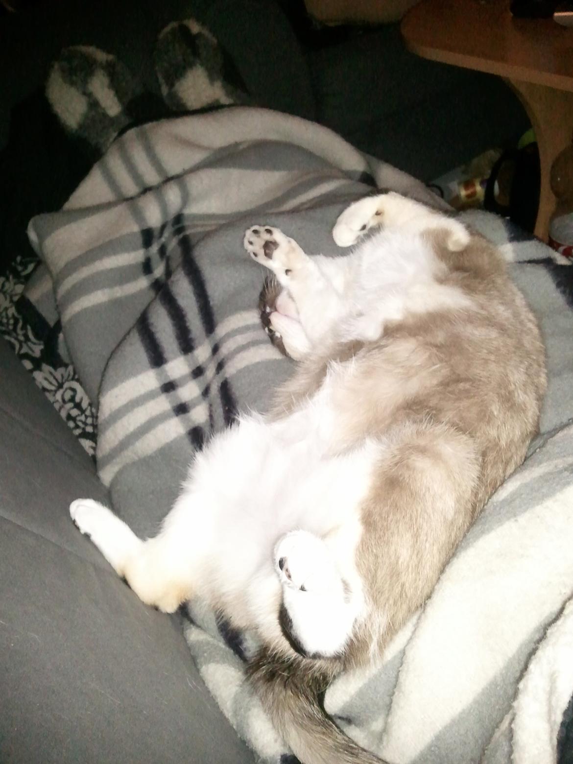 Blanding af racer Nyx - Der slappes af billede 10