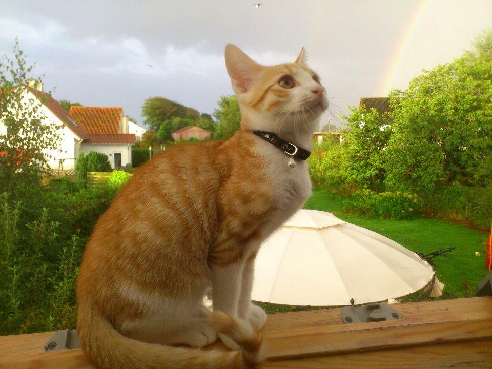 Huskat Ramses billede 7