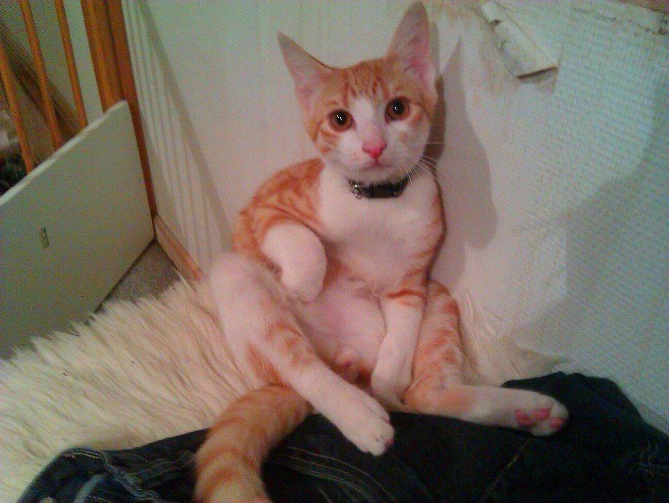 Huskat Ramses billede 8