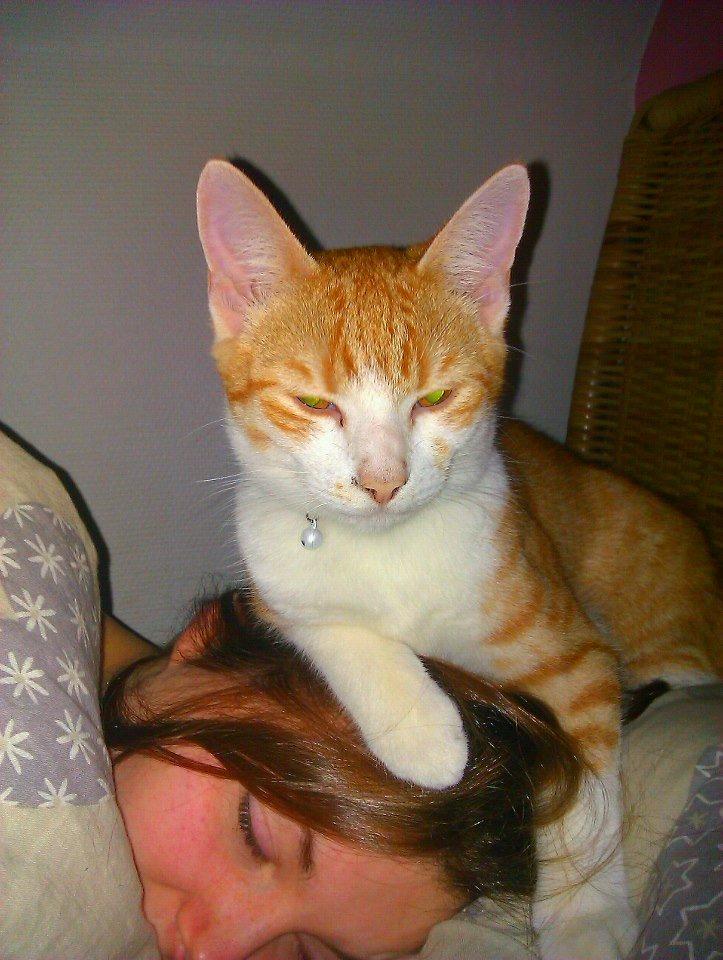 Huskat Ramses billede 9