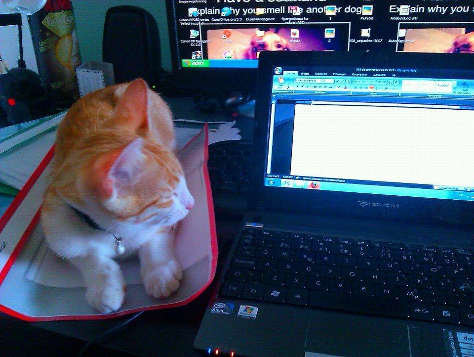 Huskat Ramses billede 11