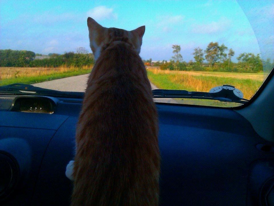 Huskat Ramses billede 12