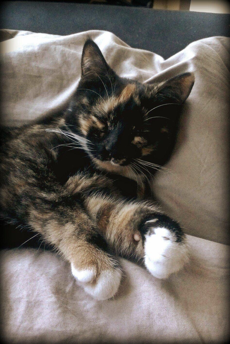 Blanding af racer Marie Curie billede 3