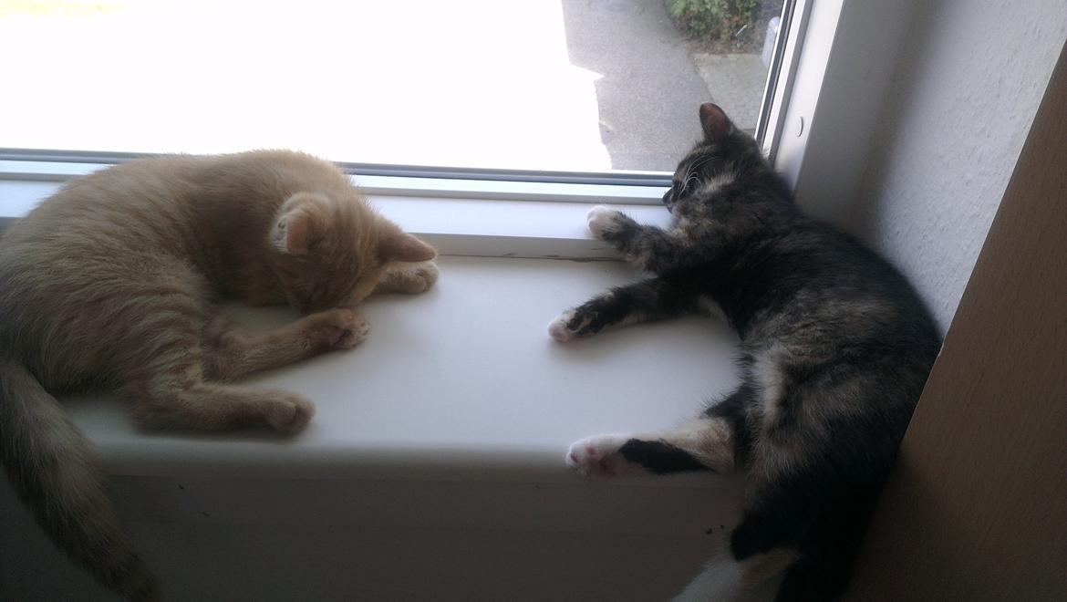 Blanding af racer Marie Curie billede 9