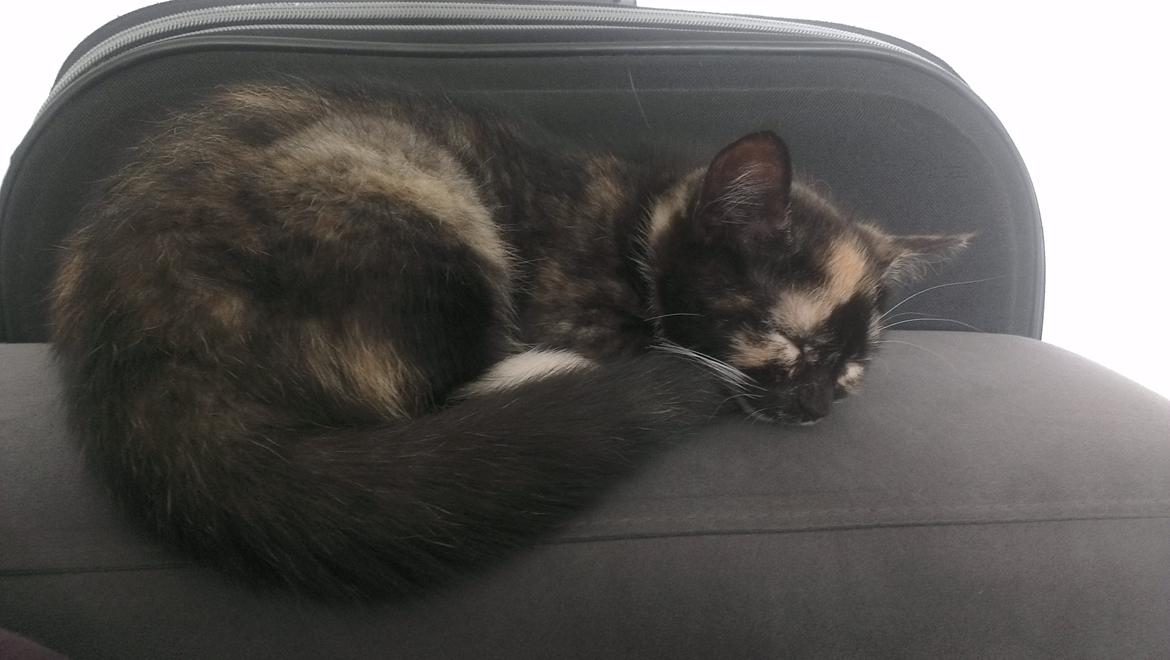 Blanding af racer Marie Curie billede 7