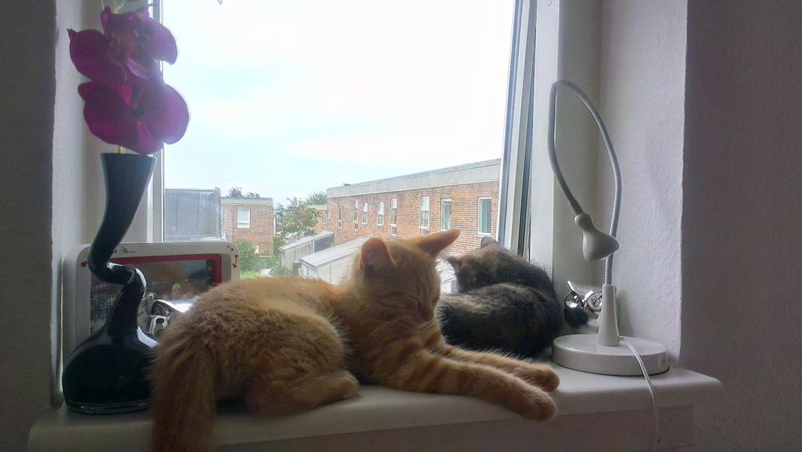 Blanding af racer Marie Curie billede 8