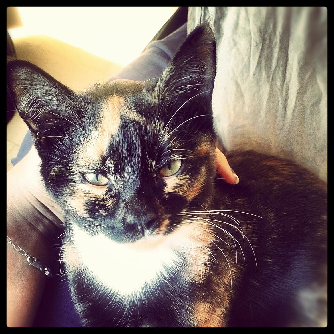 Blanding af racer Marie Curie billede 5