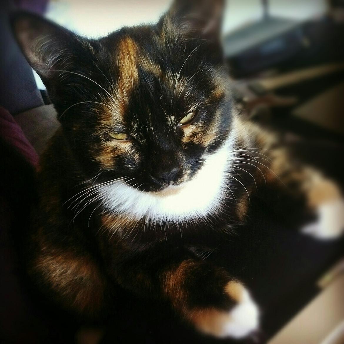 Blanding af racer Marie Curie billede 4