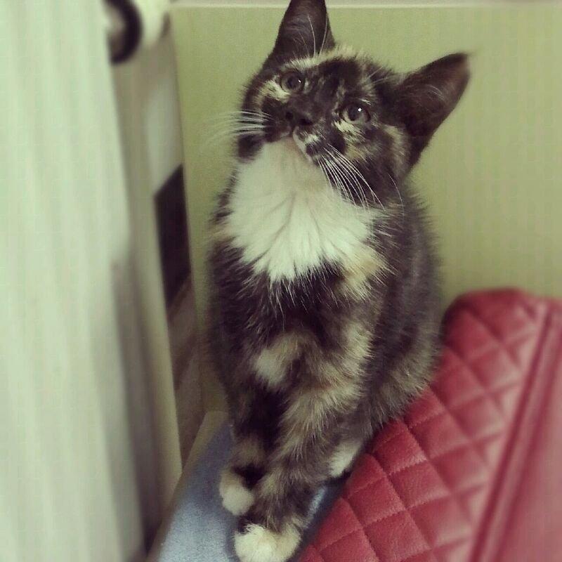 Blanding af racer Marie Curie billede 2