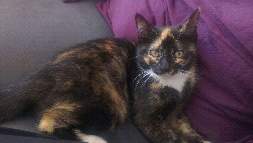 Blanding af racer Marie Curie billede 11